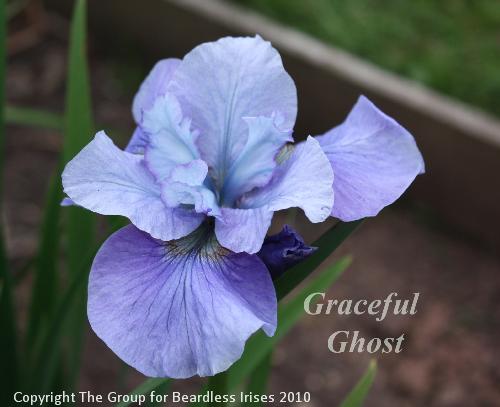 Graceful Ghost 21.5 (1)